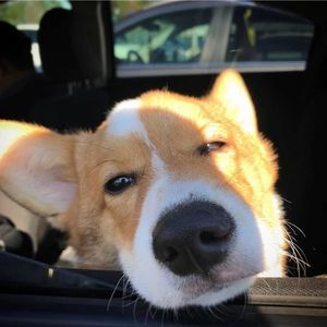 Meet your Posher, Bao